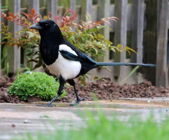 イギリスの可愛い鳥 マグパイ Magpie とはどんな鳥 ウツミチ ロンドン暮らし