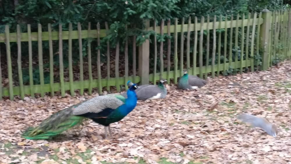 ロンドンには 野生の孔雀がたくさん歩き回る公園 がある ウツミチ ロンドン暮らし