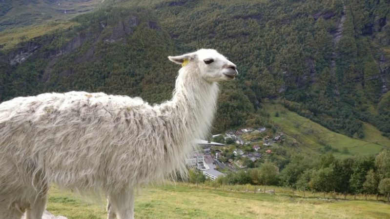 ノルウェーで氷河の真下と滝の裏に行ってきた ノルウェーで氷河の真下と滝の裏に行ってきた