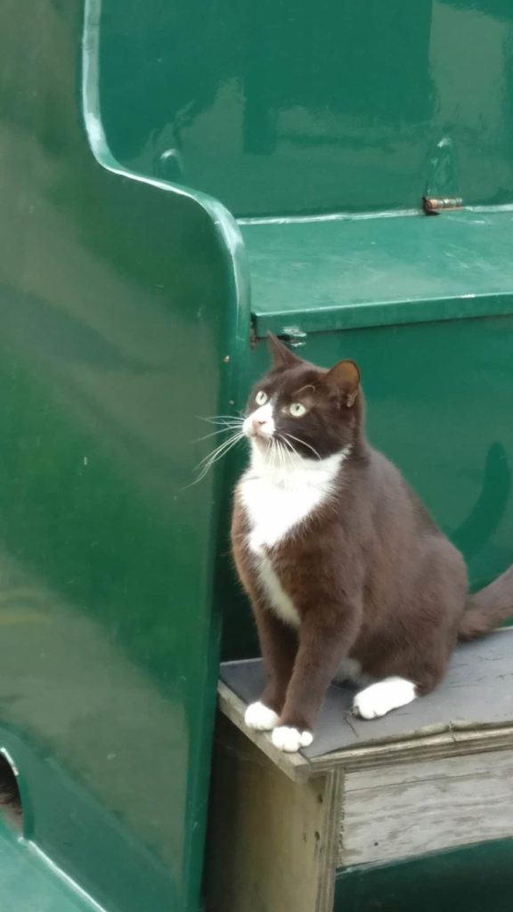 犬 猫 キツネ カモメ 白鳥 イギリスの日常で見かける動物たち ウツミチ ロンドン暮らし