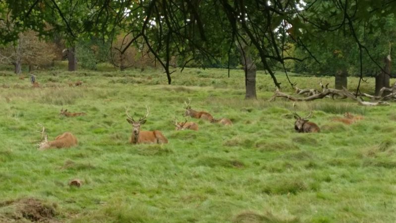 王の狩猟場：ロンドンの「鹿公園」リッチモンドパークの散策がおすすめ！ | ウツミチ＊ロンドン暮らし