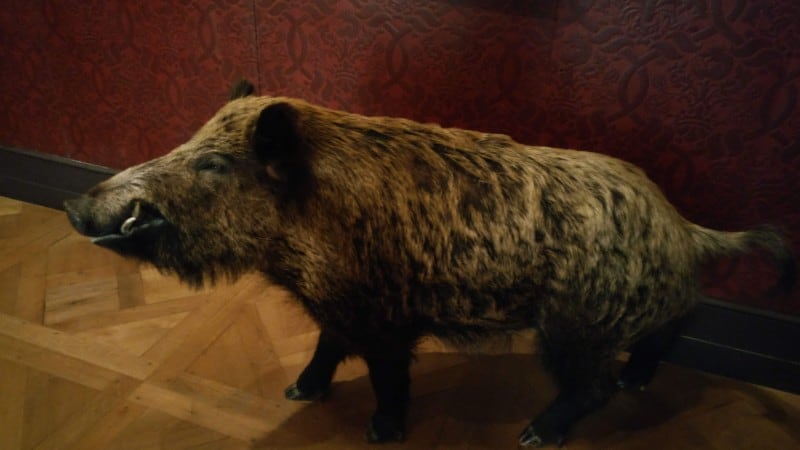 猪の剥製 イノシシの剥製（東京都板橋区）の写真素材 [58685074] - PIXTA