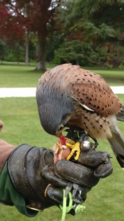 THE ENCYCLOPEDIA OF FALCONRY 鷹狩り 猛禽類 洋書 イギリスの鷹狩り「falconry」について知ろう。見学できる場所と